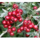 hawthorn berry extract